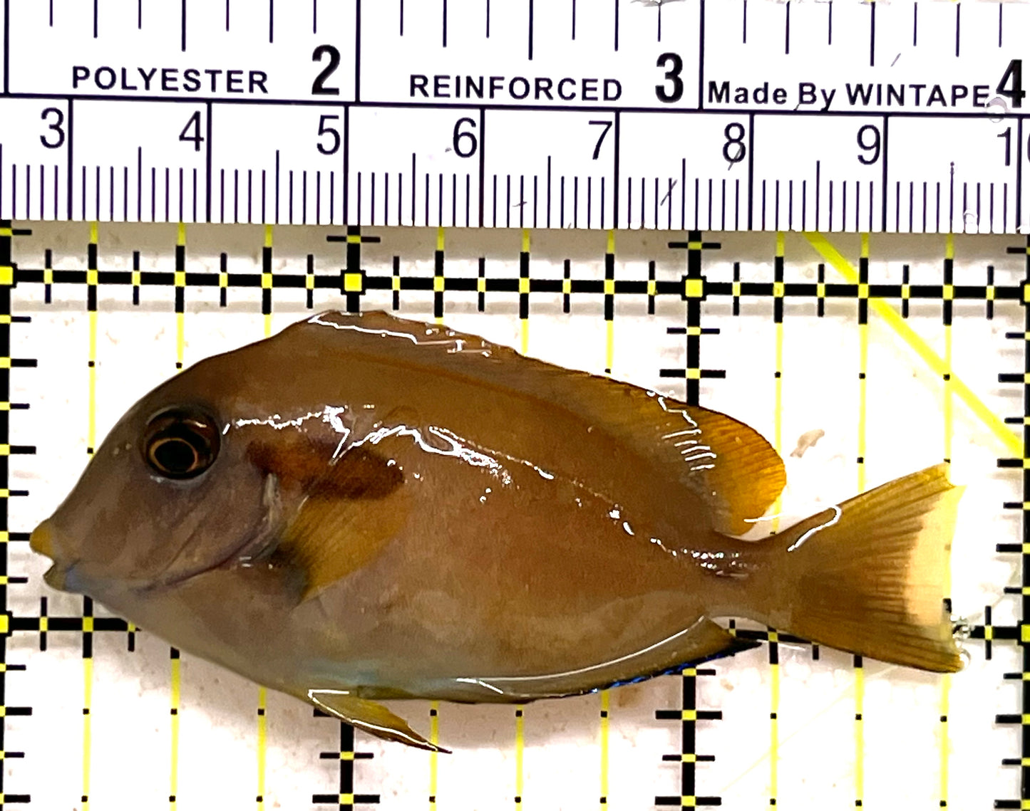 Orange Shoulder Tang Adult OSTA062801 WYSIWYG Size: S 3" approx