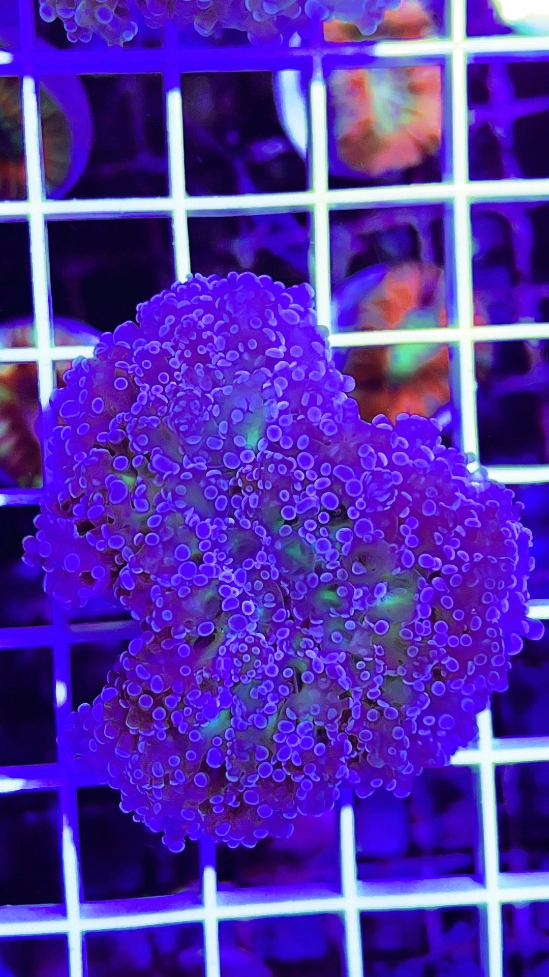 Indo Frogspawn