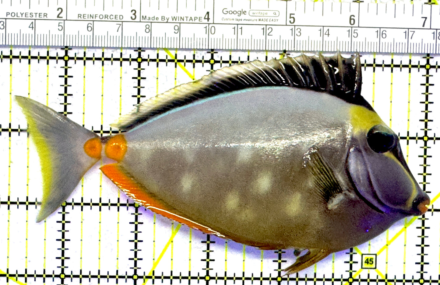 Naso Tang NT122601 WYSIWYG Size: L 5.75" approx