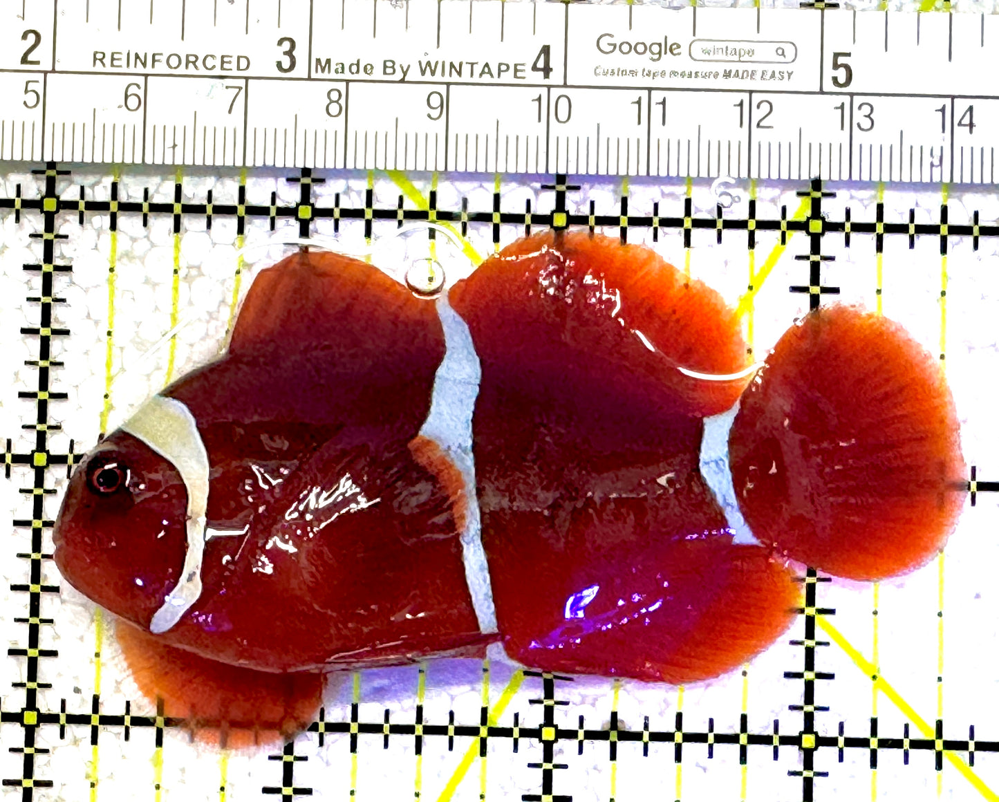 White Stripe Maroon Clownfish WSMC011301 WYSIWYG Size: L 3.5" approx