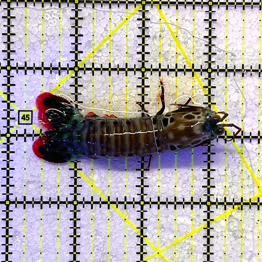 Mantis Shrimp Size: S 2.75" WYSIWYG MTS112301