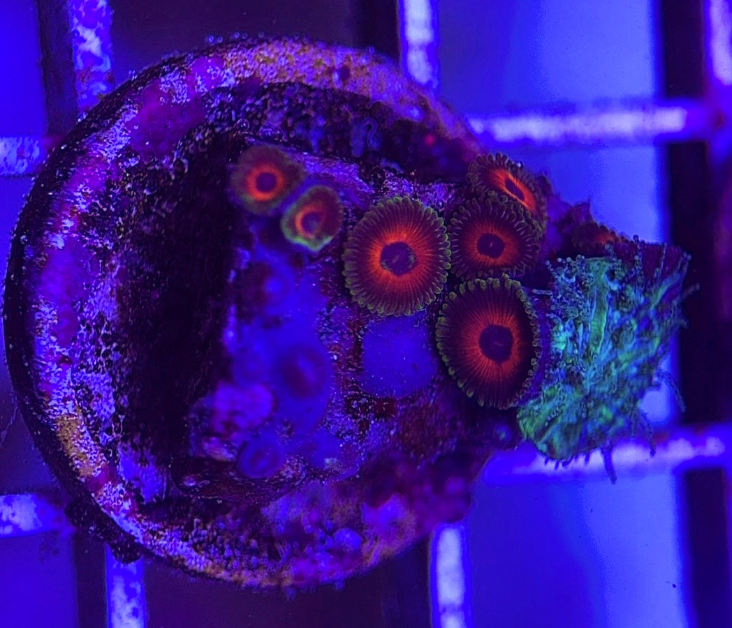 Aquacultured Zoanthids/Playthoa AZP031803 WYSIWYG