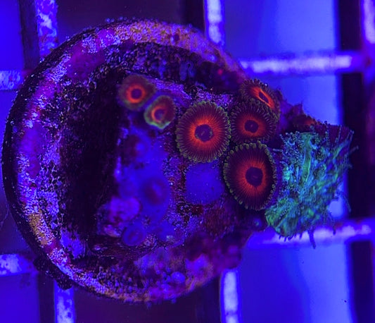 Aquacultured Zoanthids/Playthoa AZP031803 WYSIWYG