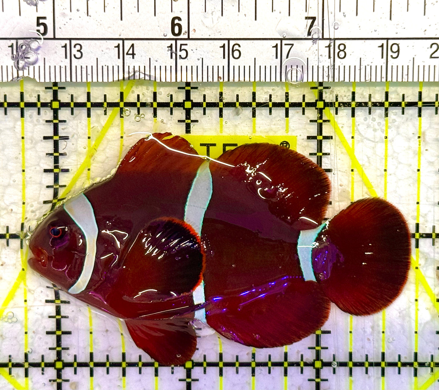 White Stripe Maroon Clownfish WSMC033102 WYSIWYG Size: L 3" approx