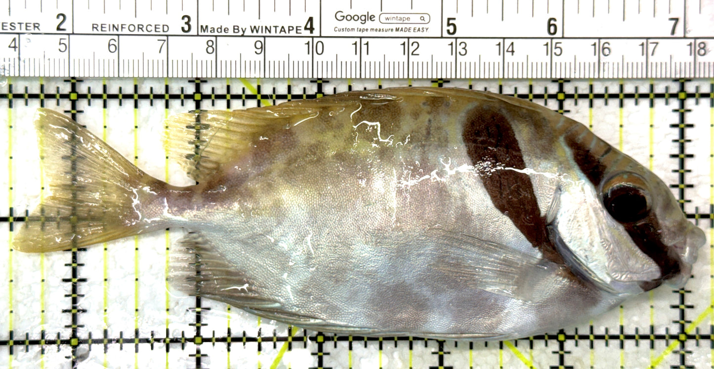 Scribbled Rabbitfish SR102801 WYSIWYG Size: XL 5.5" approx