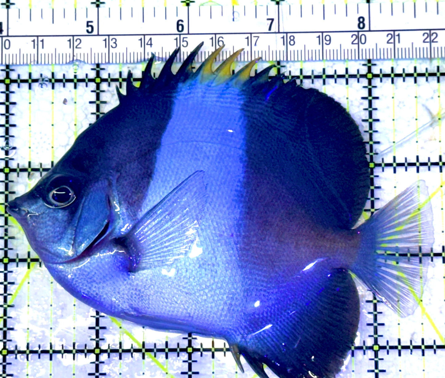 Black Zoster Butterflyfish BZB031704 WYSIWYG Size : L 4.5" approx