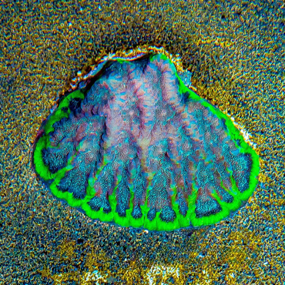 Wave Runner Favites (Aquacultured) Size: M 0.5" to 0.75" Approx Frag