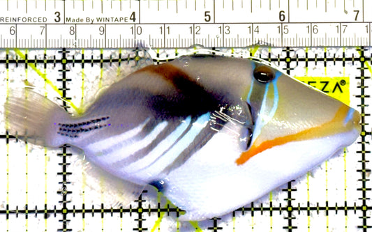 Bursa Triggerfish BT030301 WYSIWYG Size: L 4.75" approx