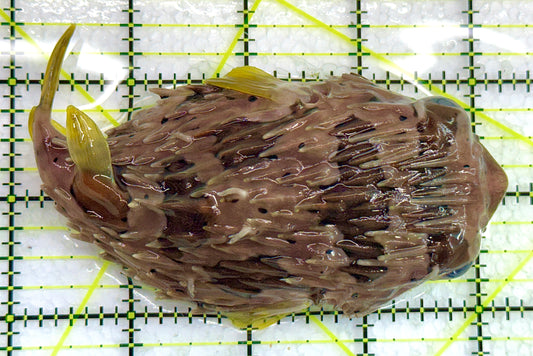 Long Spine Porcupine Pufferfish LSPP040101 WYSIWYG Size: XL 5.5" approx