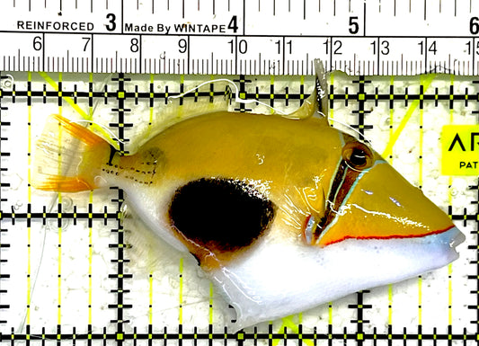 Bursa Triggerfish BT032102 WYSIWYG Size: ML 3.75" approx