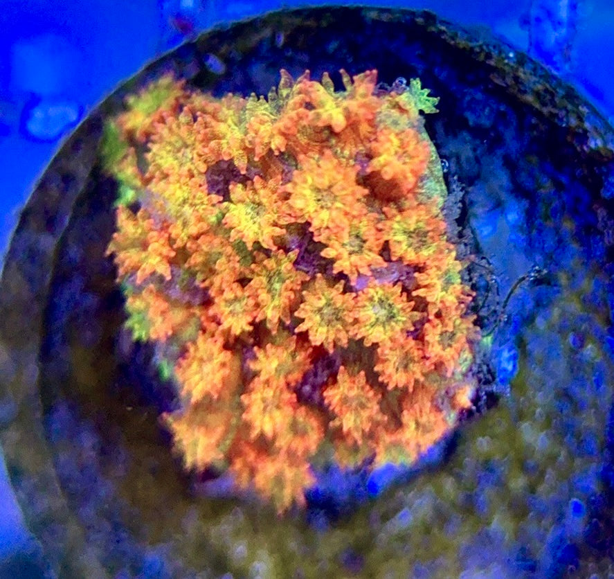 Laffy Taffy Goniopora Minor (Aquacultured) Size: M 0.5" to 1" Approx - Violet Aquarium 