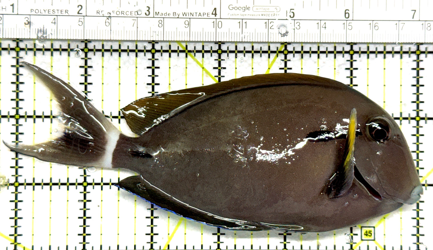 Eye Line Black Shoulder Tang ELBST102801 WYSIWYG Size: XXL/Show 6.25" approx