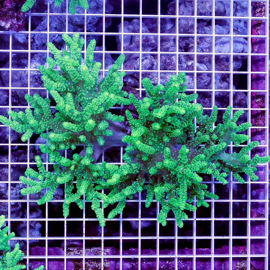 Aussie Ultra Neon Sinularia Mother Colony AUNSMC031304 WYSIWYG