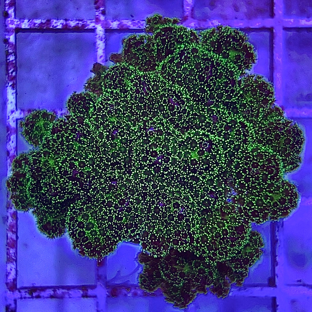 Aquacultured Toxic Pocillopora