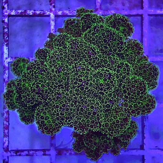 Aquacultured Toxic Pocillopora