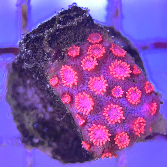 Pink Goniopora Coral (Cultured) PGC031106 WYSIWYG