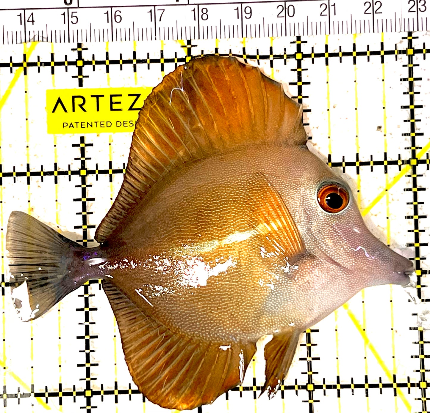 Scopas Tang ST031803 WYSIWYG Size: M 3.5" approx