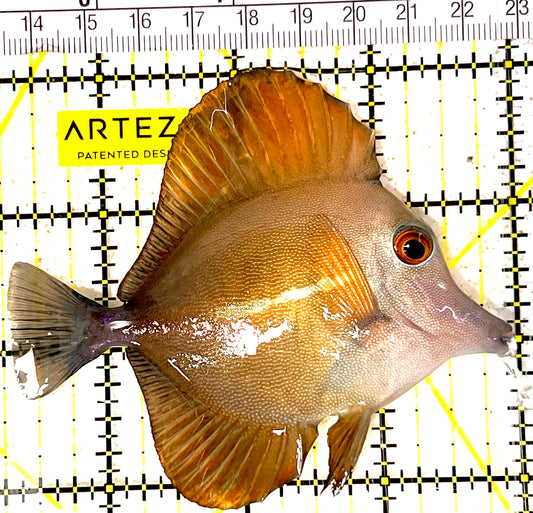 Scopas Tang ST031803 WYSIWYG Size: M 3.5" approx