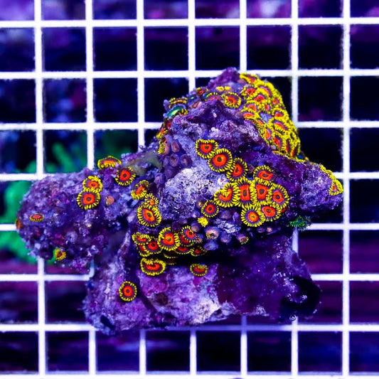 Aussie Ultra Zoanthids Mother Colony AUZMC022703 WYSIWYG
