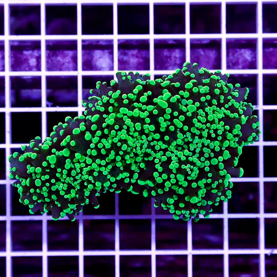 Aussie Neon Tip Army Green Stem Frogspawn Mother Colony ANTAGSFMC022702 WYSIWYG