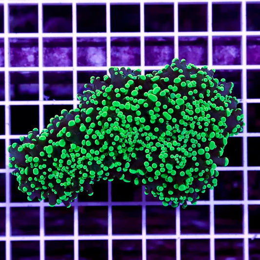 Aussie Neon Tip Army Green Stem Frogspawn Mother Colony ANTAGSFMC022702 WYSIWYG