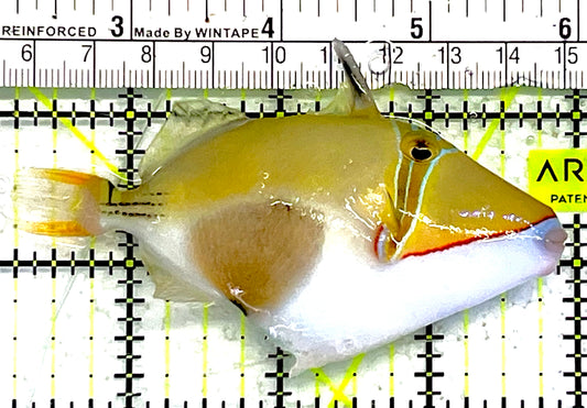 Bursa Triggerfish BT032101 WYSIWYG Size: ML 3.75" approx