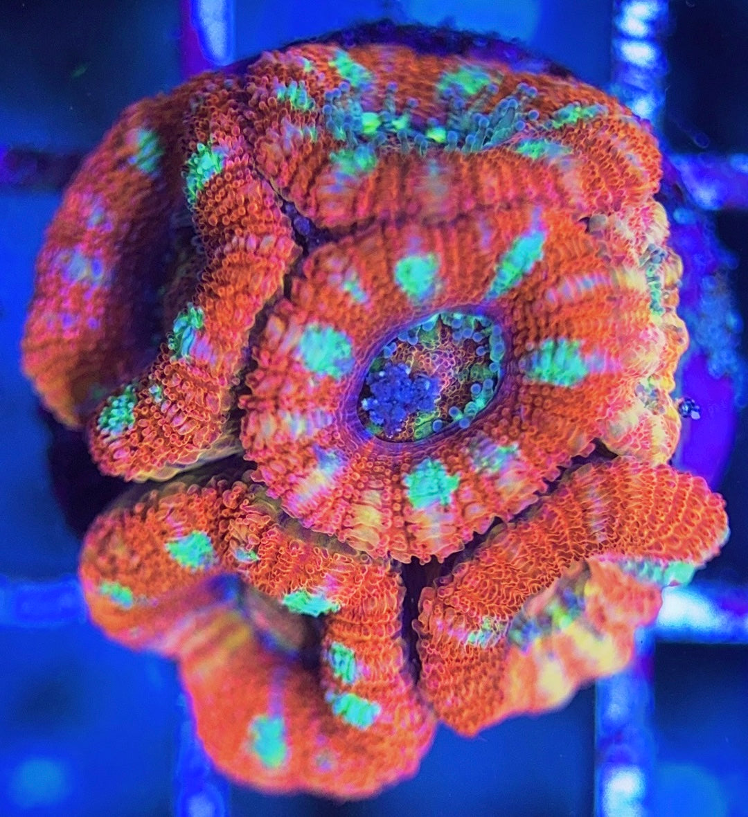 Aussie Acan Lordhowensis AAL031305 WYSIWYG