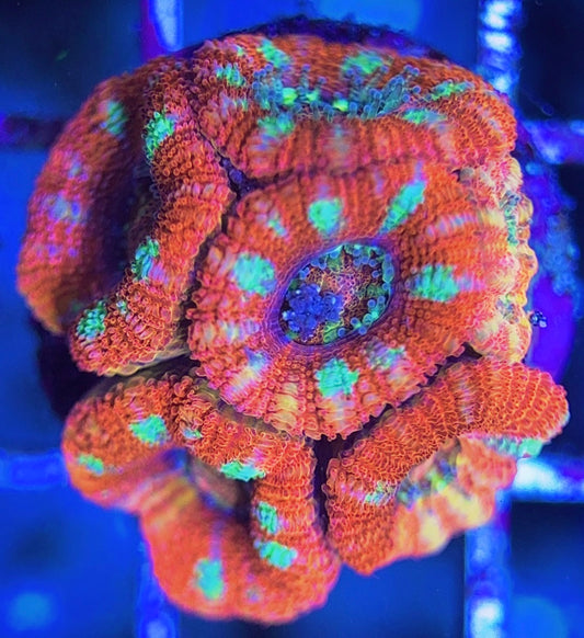 Aussie Acan Lordhowensis AAL031305 WYSIWYG