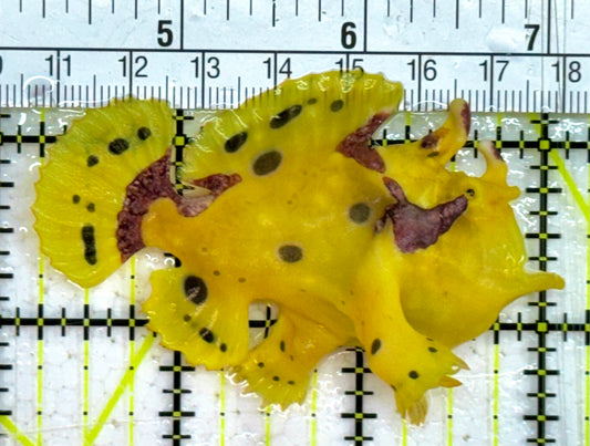 Yellow, Pink Warty Angler YPWA032601 WYSIWYG Size: M 2.75" approx