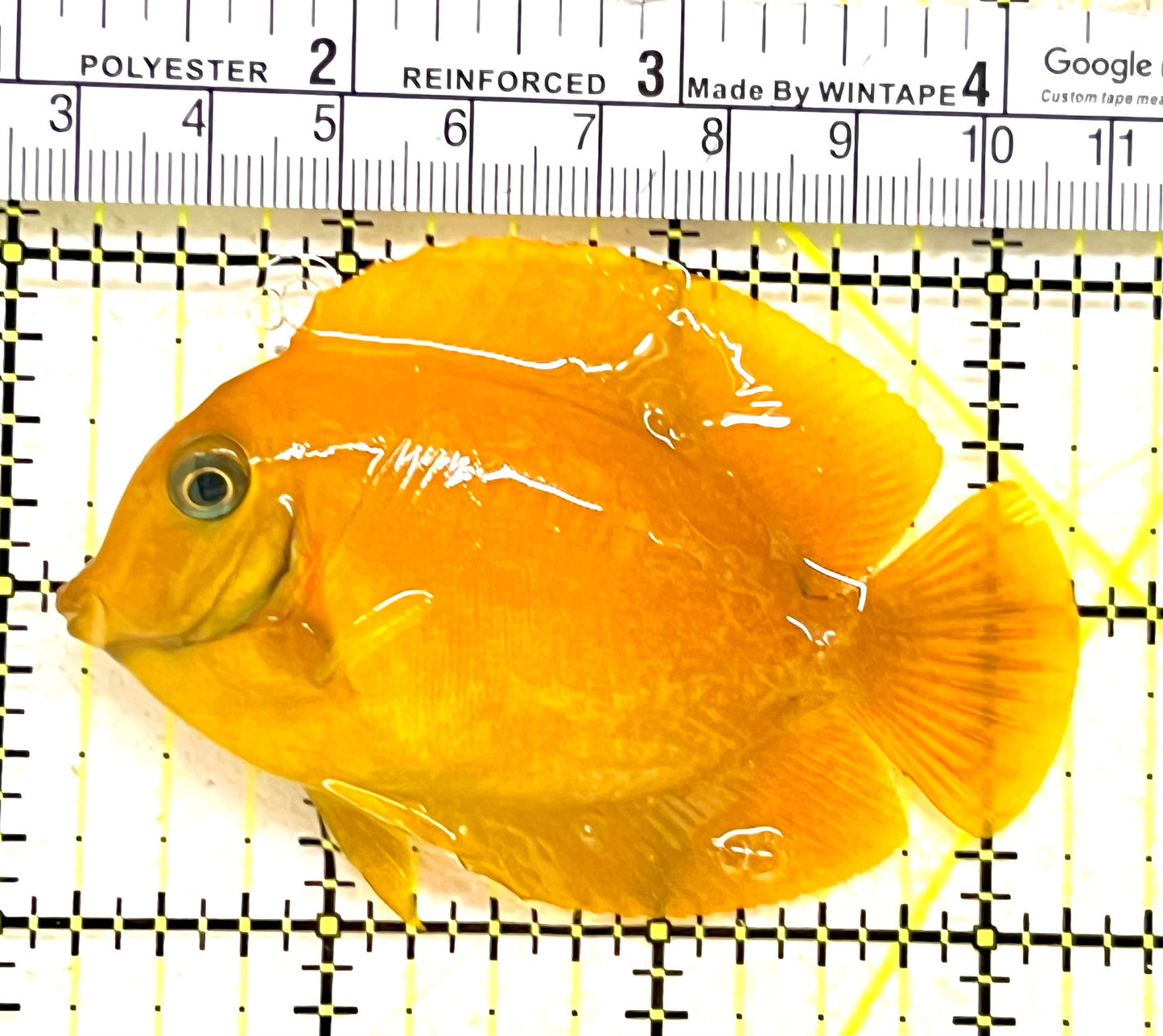 Yellow Mimic Tang (Chocolate Tang When it is Adult) YMT062801 WYSIWYG Size: M 3.25" approx