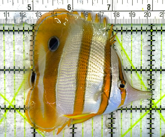 Copperband Butterflyfish CB033103 WYSIWYG Size: ML 3.75" approx