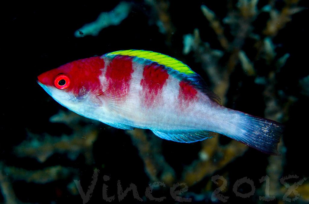 Yellowfin Fairy Wrasse Size: XL 1.75" to 2"