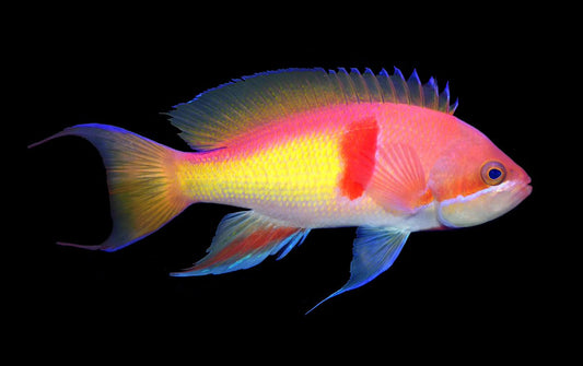 Tricolor Red Belt Anthias Male