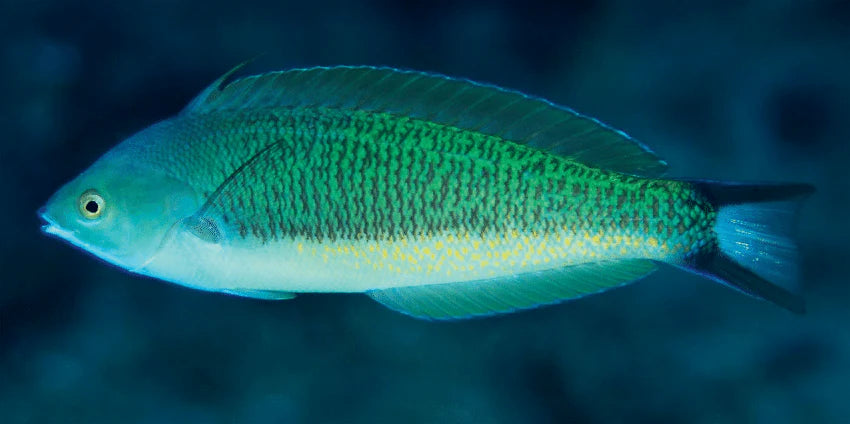 Rare Torpedo Wrasse  Size: XL 4" to 5"