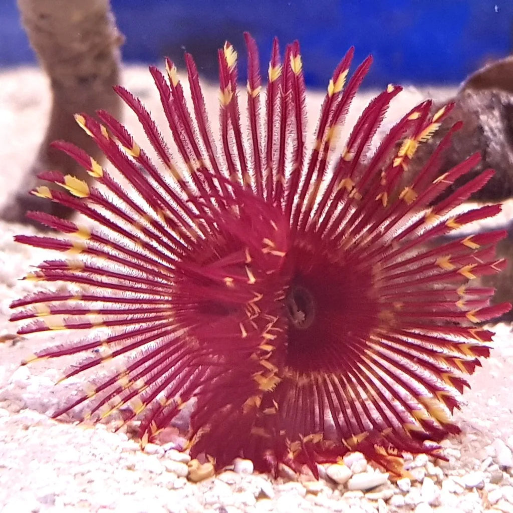 Royal Red and Yellow Combination Feather Duster Grade A (Unique) - Violet Aquarium 