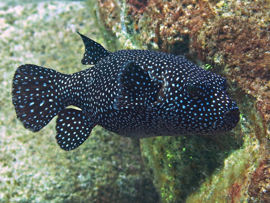 Female Golden Pufferfish Size: SHOW 10"+