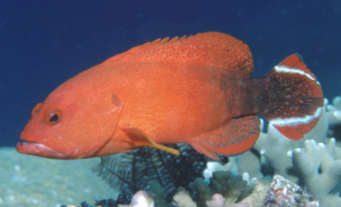 Red V-Tail Grouper Size: ML 3" to 4"