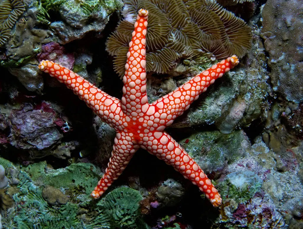 Red Fromia Starfish - Violet Aquarium 