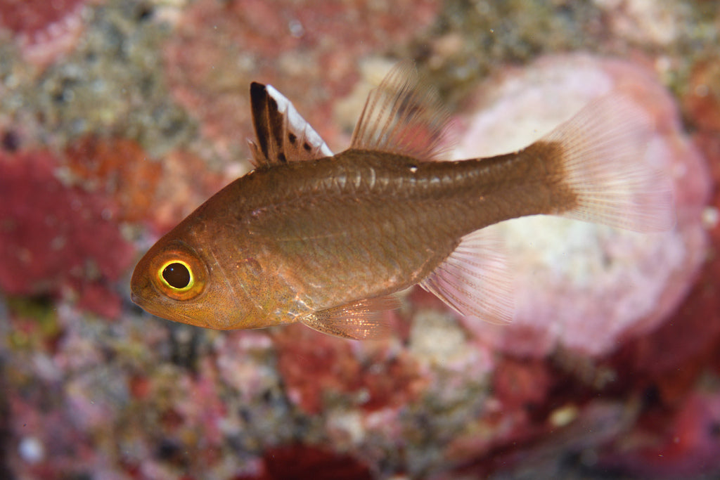 Frost-Fin Cardinal