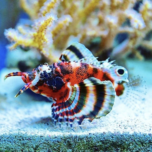 Fu Manchu Lionfish - Violet Sea Fish and Coral