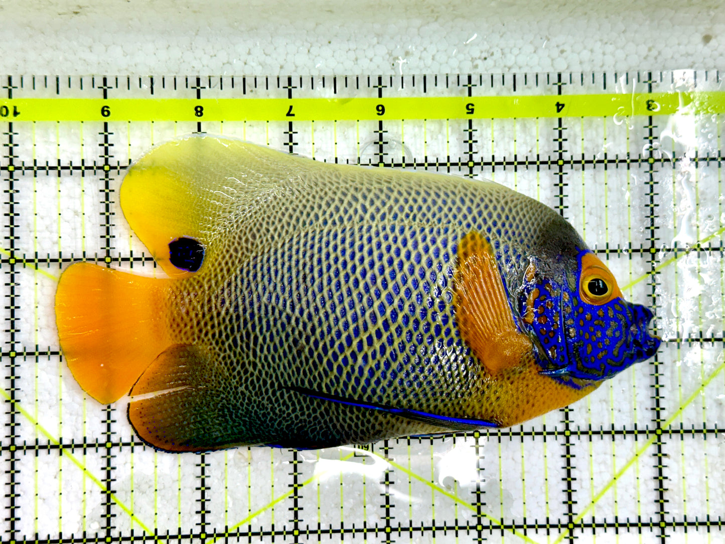 Blueface Angelfish Adult (Sumatra Vibrant Colors) BAA091701 WYSIWYG Size: XXL/Show 6.5" approx