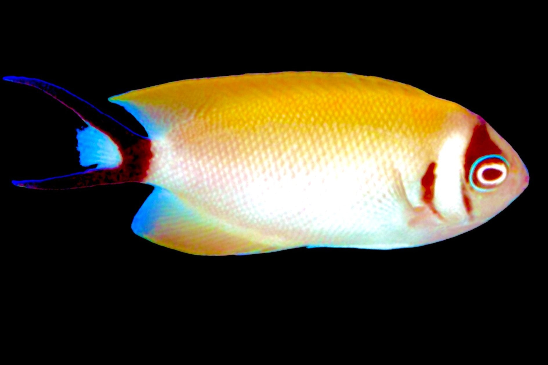 Female Masked Swallowtail Angelfish - Violet Aquarium 