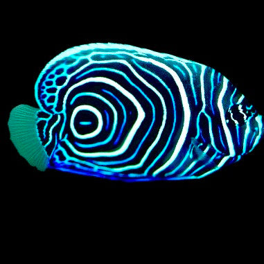 Emperor Angelfish Juvenile/(May be Transition) Size: XL 4" to 5"