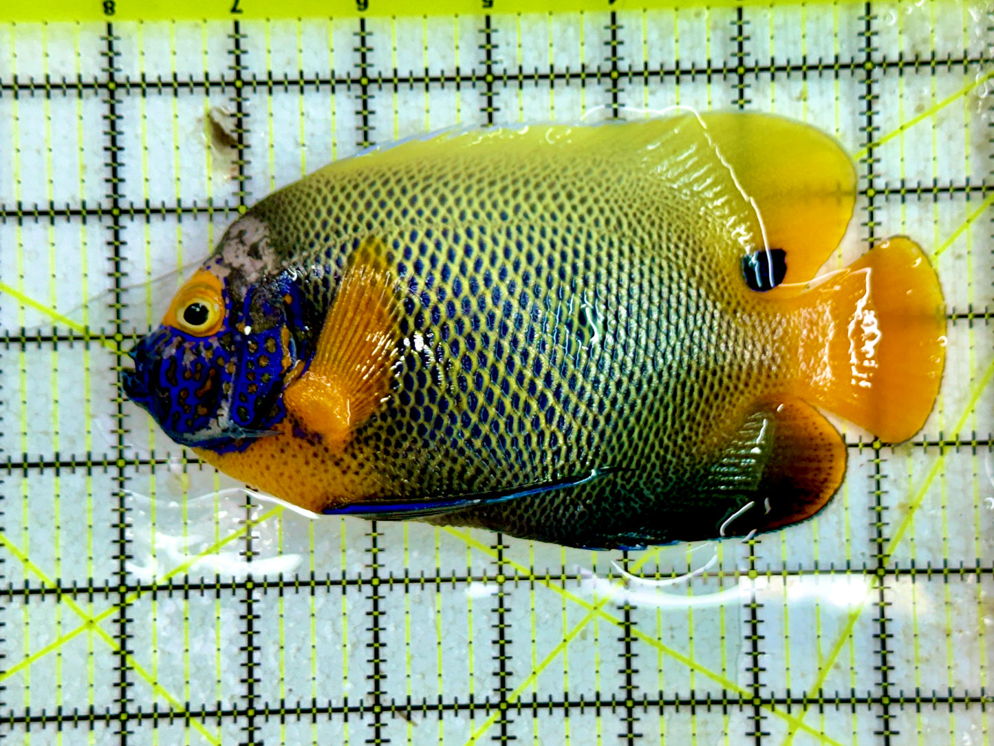 Blueface Angelfish Adult (Sumatra Vibrant Colors) BAA091702 WYSIWYG Size: XXL/Show 6.5" approx