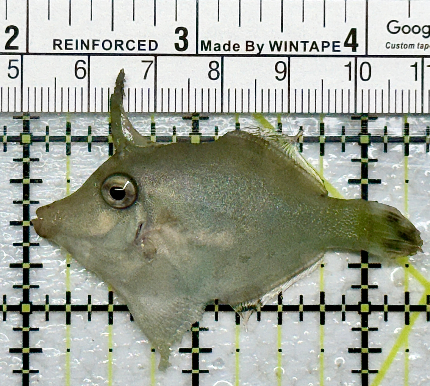 Aiptasia Eating Filefish AEF101601 WYSIWYG Size: M 2.5" approx