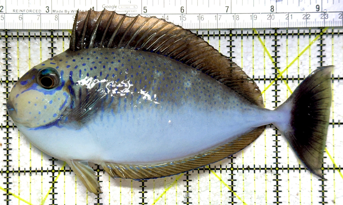 Vlamingi Unicorn Tang VUT102301 WYSIWYG Size: XXL 7.5" approx