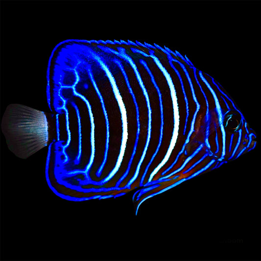 Blue Ring Angelfish Juvenile Size: M 3" to 4"