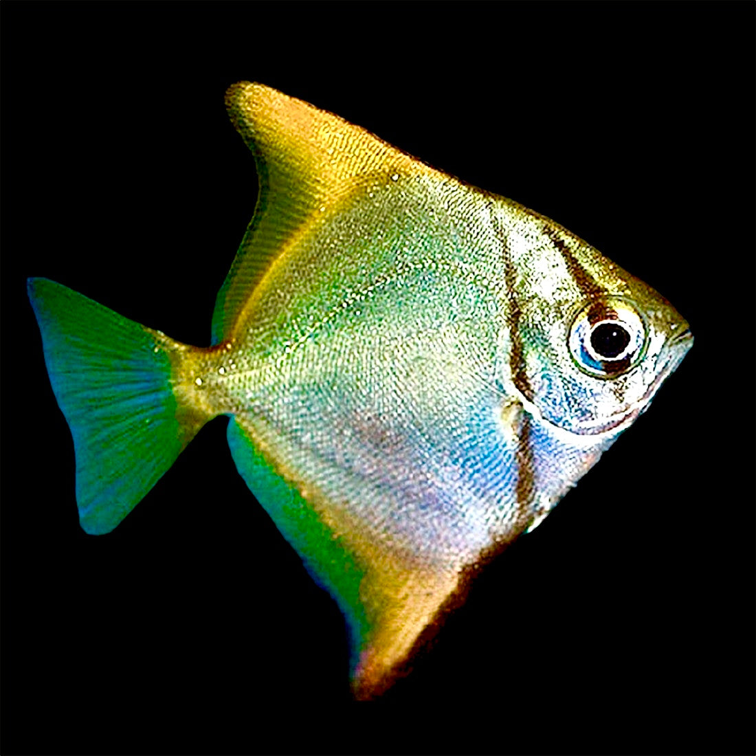 Mono Da Fish Mono Angelfish Size: ML 2