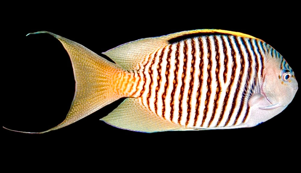 Swallowtail Angelfish Male (Reefsafe) - Violet Aquarium 