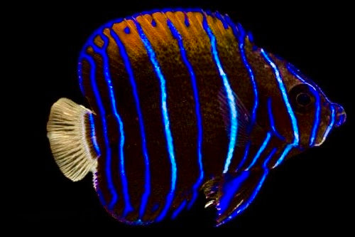 Majestic Angelfish Juvernile Pattern Size: 2" to 4"